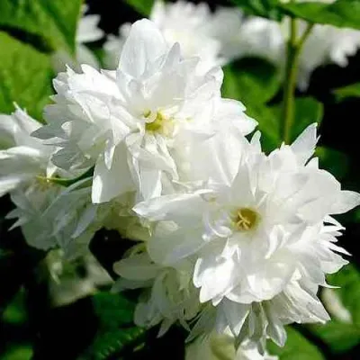 Жасмин ДАМ БЛАНШ — описание сорта Жасмин ДАМ БЛАНШ в Москве