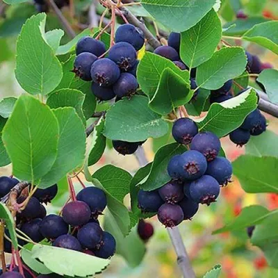 Ирга THIESSEN — описание сорта Ирга THIESSEN в Москве