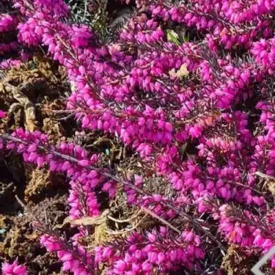 ЭРИКА "АЛЬПИЙСКИЙ ВЕРЕСК" (зимующая) сорт АТРОРУБРА — описание сорта ЭРИКА "АЛЬПИЙСКИЙ ВЕРЕСК" (зимующая) сорт АТРОРУБРА в Москве