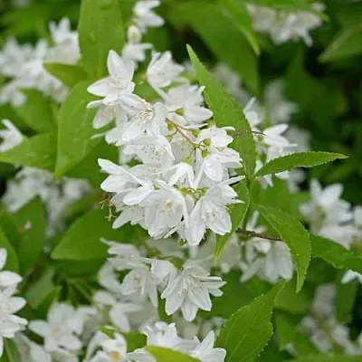 Дейция шершавая  Дейция шершавая в Москве