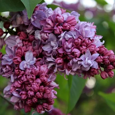 Сирень П.П.КОНЧАЛОВСКИЙ в Москве