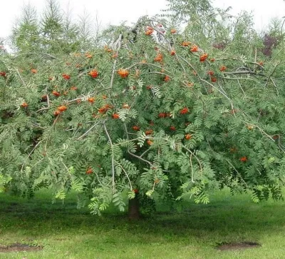 Рябина ПЛАКУЧАЯ сладкоплодная — описание сорта Рябина ПЛАКУЧАЯ сладкоплодная в Москве