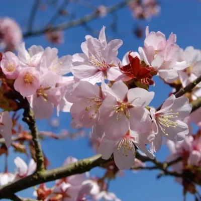 Вишня РАНЧО САРЖЕНТА — описание сорта Вишня РАНЧО САРЖЕНТА в Москве