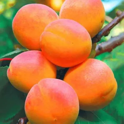 Абрикос NJA-19 в Москве