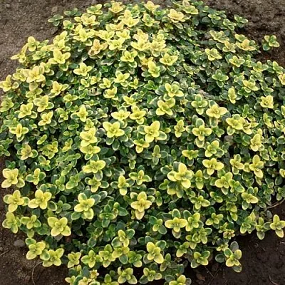 Тимьян ДОННА ВАЛЕЙ лимоннопахнущий  Тимьян ДОННА ВАЛЕЙ лимоннопахнущий в Москве