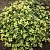 Тимьян ДОННА ВАЛЕЙ лимоннопахнущий в Москве