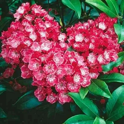 Кальмия КАРДИНАЛ — описание сорта Кальмия КАРДИНАЛ в Москве