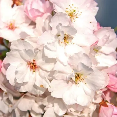 Сакура АМАНОГАВА — описание сорта Сакура АМАНОГАВА в Москве