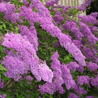 Сирень КИТАЙСКАЯ в Москве