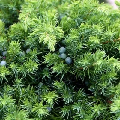 Можжевельник ШЛЯГЕР прибрежный — описание сорта Можжевельник ШЛЯГЕР прибрежный в Москве