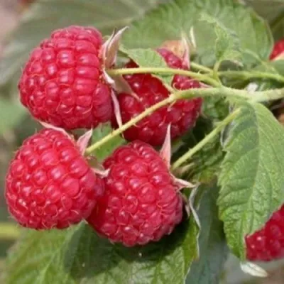 Малина МЕТЕОР в Москве