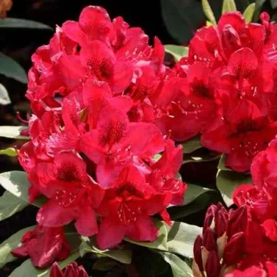 Рододендрон МАТАДОР — описание сорта Рододендрон МАТАДОР в Москве