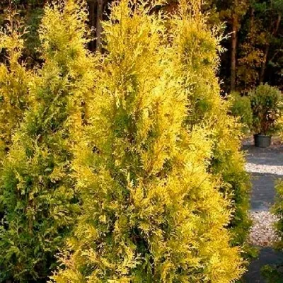 Туя ЕВРОПА ГОЛД западная — описание сорта Туя ЕВРОПА ГОЛД западная в Москве