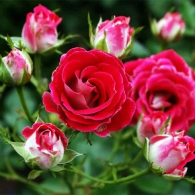 Саженцы роз ШОНЕ КОБЛЕНЦЕРИН флорибунда — описание сорта Саженцы роз ШОНЕ КОБЛЕНЦЕРИН флорибунда в Москве