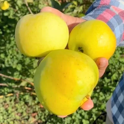 Яблоня КАЛУЖАНКА в Москве