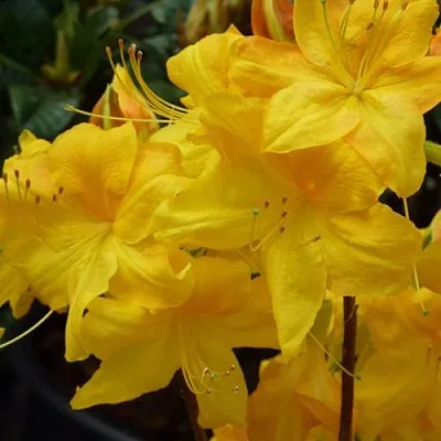 Азалия ЛИМЕТТА листопадная  в Москве