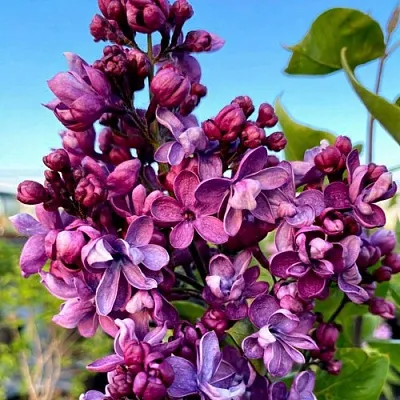 Сирень ВИОЛЕТТА в Москве