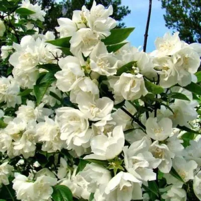 Жасмин ДЕНИСКИНЫ РАССКАЗЫ — описание сорта Жасмин ДЕНИСКИНЫ РАССКАЗЫ в Москве