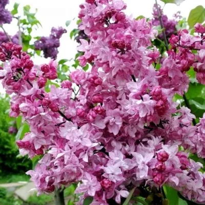 Сирень ОЛИМПИАДА КОЛЕСНИКОВА — описание сорта Сирень ОЛИМПИАДА КОЛЕСНИКОВА в Москве