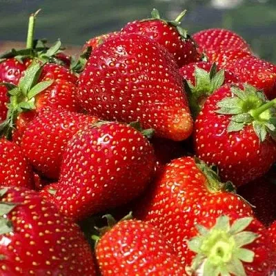 Клубника ПИРЧИНКЬЮ  Клубника ПИРЧИНКЬЮ в Москве