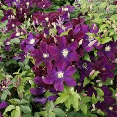 Клематис ГЕРОИ ВАРШАВЫ — описание сорта Клематис ГЕРОИ ВАРШАВЫ в Москве