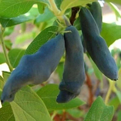 Жимолость съедобная НИМФА (ГАММА) — описание сорта Жимолость съедобная НИМФА (ГАММА) в Москве