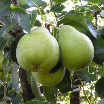 Груша МАСЛЯНИСТАЯ ЛЕТНЯЯ в Москве