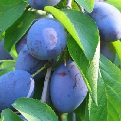 Слива ПЕРДРИГОН — описание сорта Слива ПЕРДРИГОН в Москве