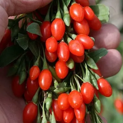 Годжи КОРЕАН БИГ  Годжи КОРЕАН БИГ в Москве