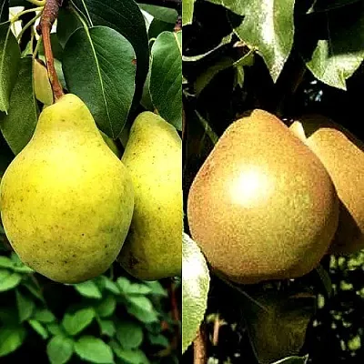 Комплект ДУЭТ в Москве