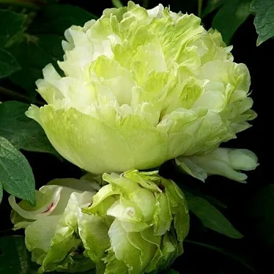 Пион ЗЕЛЕНЫЙ ШАР древовидный  Пион ЗЕЛЕНЫЙ ШАР древовидный в Москве