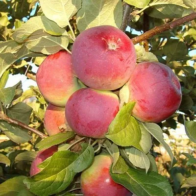 Яблоня ОРЛИК  Яблоня ОРЛИК в Москве