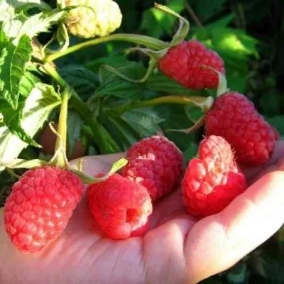 Малина ГОРДОСТЬ РОССИИ в Москве