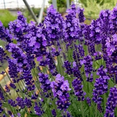Лаванда ХИДКОТ БЛЮ узколистная — описание сорта Лаванда ХИДКОТ БЛЮ узколистная в Москве