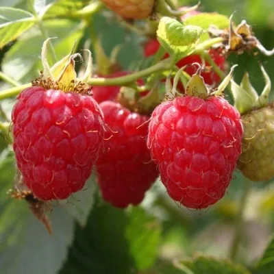 Малина МОЛЛИНГ ДЖУНО — описание сорта Малина МОЛЛИНГ ДЖУНО в Москве