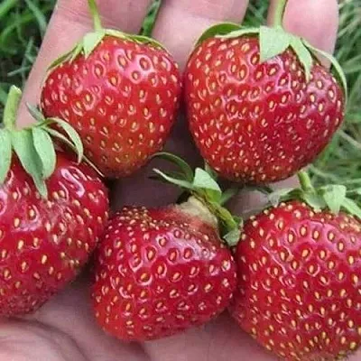 Клубника ВИМА ЗАНТА  Клубника ВИМА ЗАНТА в Москве