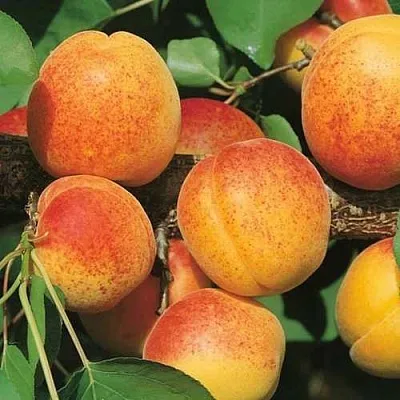 Абрикос УЛЬЯНИХИНСКИЙ  Абрикос УЛЬЯНИХИНСКИЙ в Москве