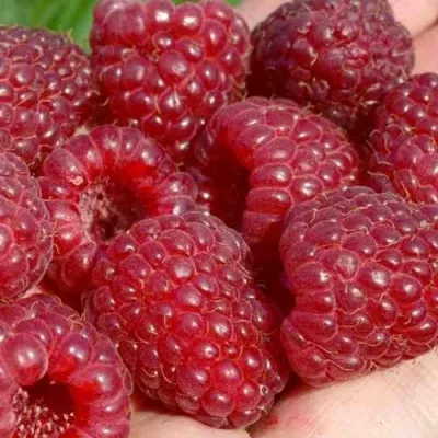 Малина ГИГАНТ РУБИНОВЫЙ — описание сорта Малина ГИГАНТ РУБИНОВЫЙ в Москве