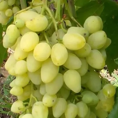 Виноград ЗАРНИЦА в Москве