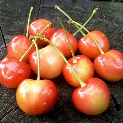 Черешня ЮЛИЯ  Черешня ЮЛИЯ в Москве