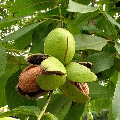 Грецкий орех в Москве