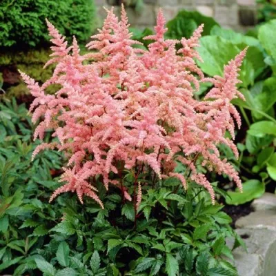 Астильба БРЕССИНГЕМ БЬЮТИ Арендса — описание сорта Астильба БРЕССИНГЕМ БЬЮТИ Арендса в Москве