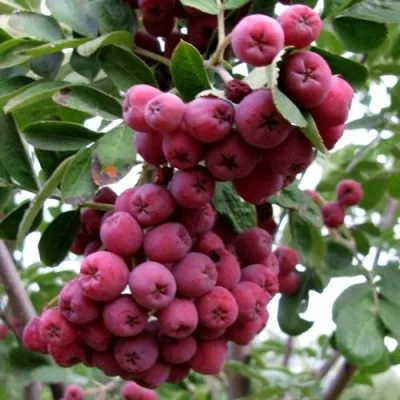 Рябина ТИТАН сладкоплодная — описание сорта Рябина ТИТАН сладкоплодная в Москве