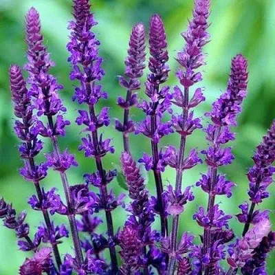 Шалфей КАРАДОНА в Москве