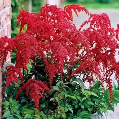 Астильба РЕД ЧАРМ Арендса — описание сорта Астильба РЕД ЧАРМ Арендса в Москве