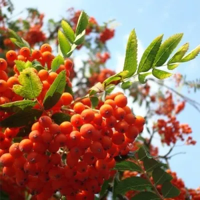 Рябина ВЕФЕД сладкоплодная — описание сорта Рябина ВЕФЕД сладкоплодная в Москве