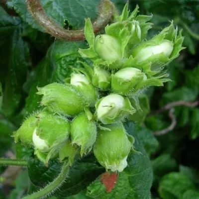 Фундук ВЕББА ЦЕННЫЙ в Москве