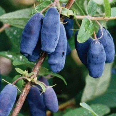 Жимолость съедобная ЛАЗУРНАЯ — описание сорта Жимолость съедобная ЛАЗУРНАЯ в Москве