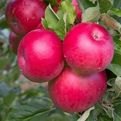 Яблоня РОЖДЕСТВЕНСКОЕ  Яблоня РОЖДЕСТВЕНСКОЕ в Москве