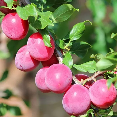 Алыча  Алыча в Москве